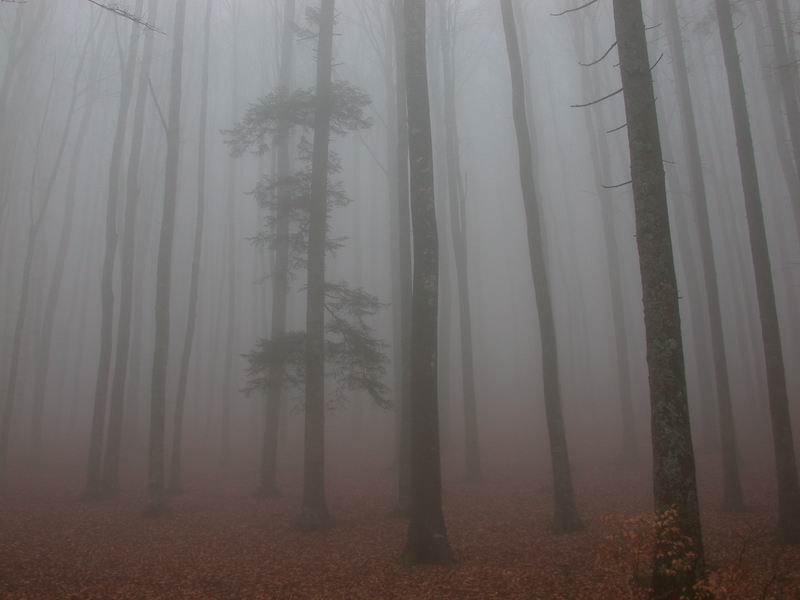 Una folta nebbia...